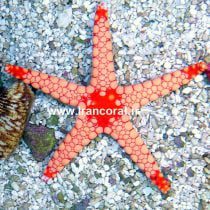 Red Tile Sea Star