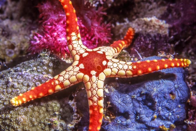Red Tile Sea Star