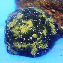 Pincushion Sea Star