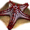 Red Knob Sea Star