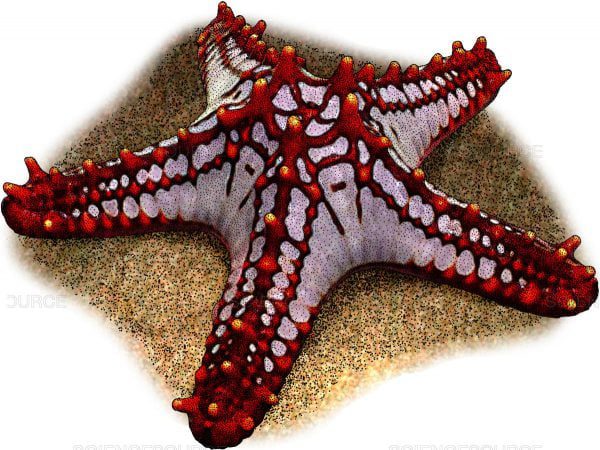 Red Knob Sea Star