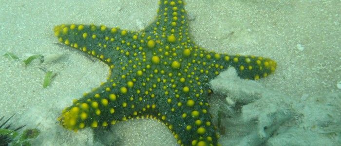 Multicolored Knobbed Sea Star