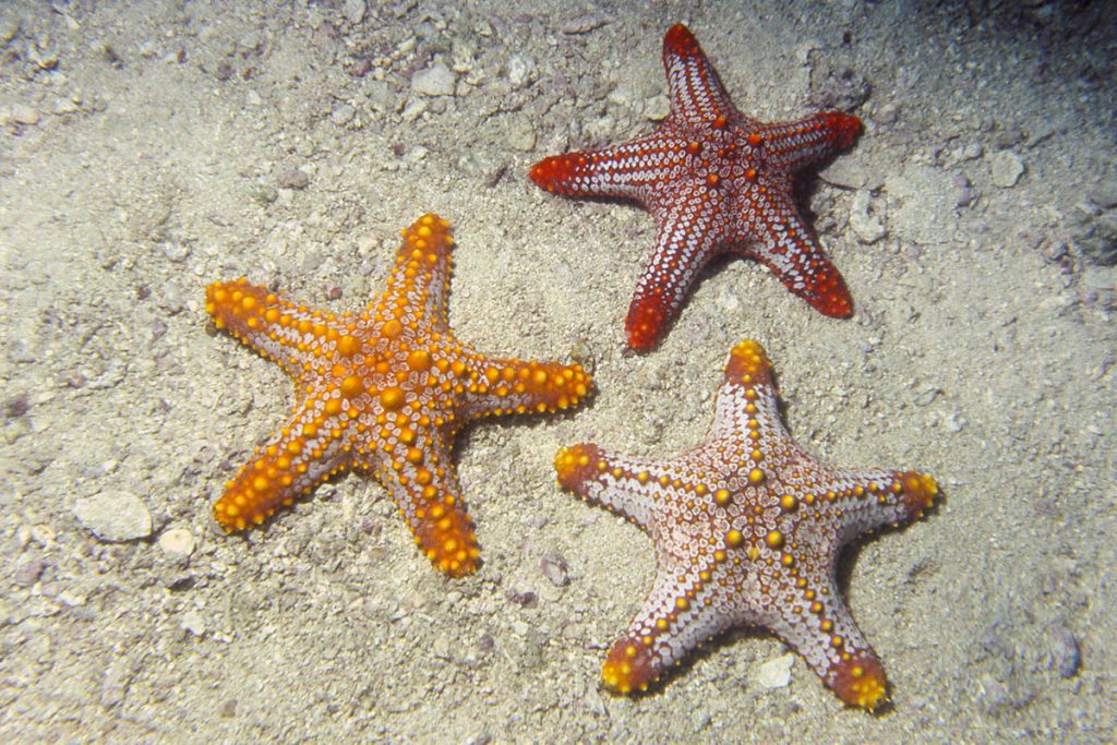 ستاره دریایی دکمه ای چند رنگ