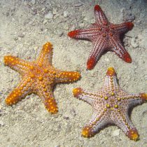 Multicolored Knobbed Sea Star
