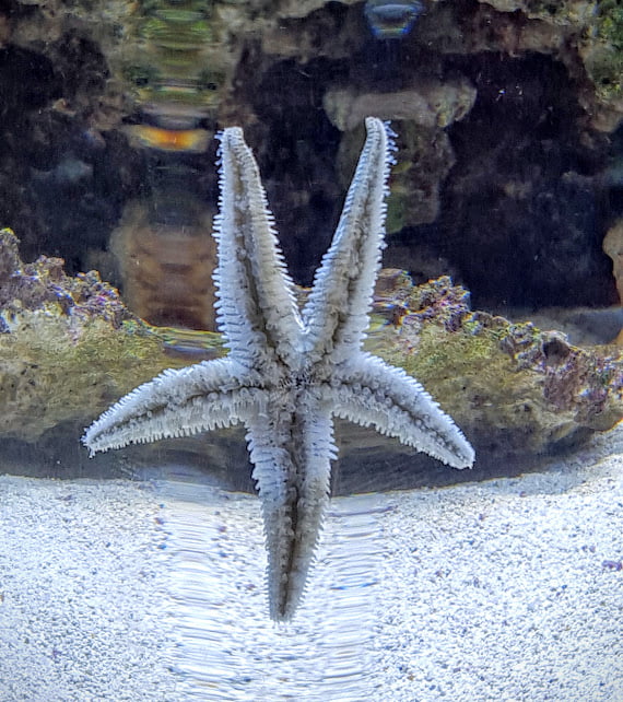 Sand Sifting Starfish