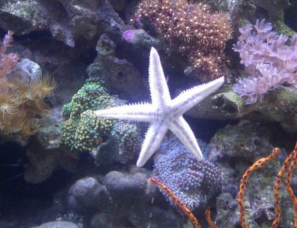 ستاره دریایی زیر شنی