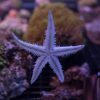 ستاره دریایی زیر شنی