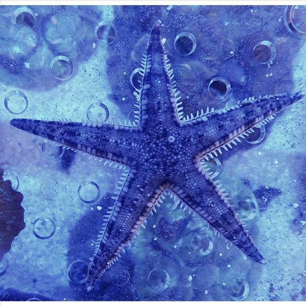 Sand Sifting Starfish