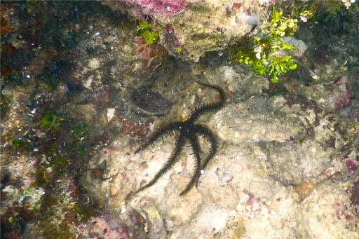 ستاره دریایی شکننده دندانه دار