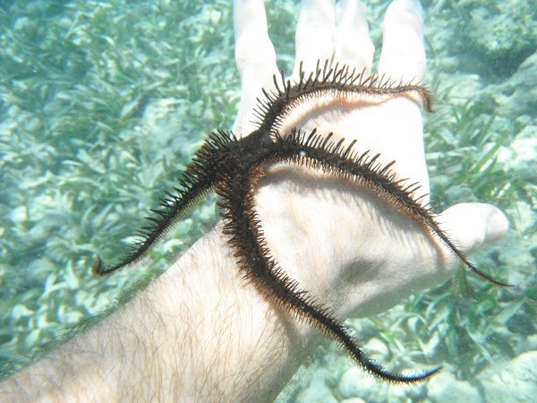 ستاره دریایی شکننده دندانه دار