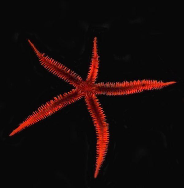 ستاره دریایی شکننده قرمز