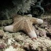 Giant Kenya Starfish