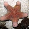 Giant Kenya Starfish