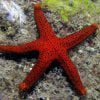 Red Sea Star