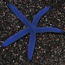 ستاره دریایی لینکیای آبی