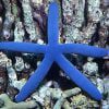 ستاره دریایی لینکیای آبی