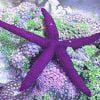 Purple Linckia Sea Star
