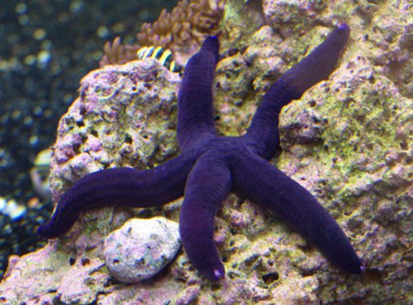 Purple Linckia Sea Star