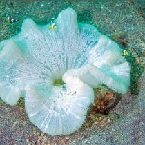 شقایق موکتی