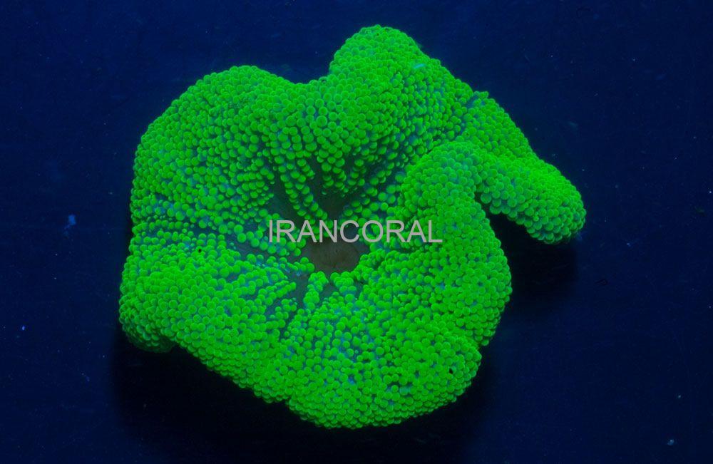 شقایق موکتی هادونی سبز نئون