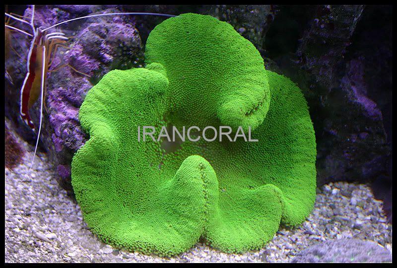 شقایق موکتی هادونی سبز نئون