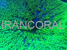 شقایق موکتی هادونی سبز نئون