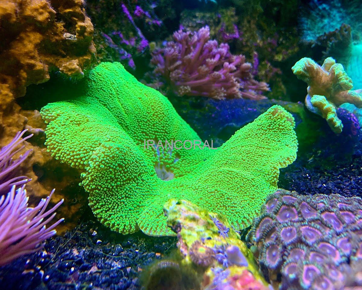 شقایق موکتی هادونی سبز نئون