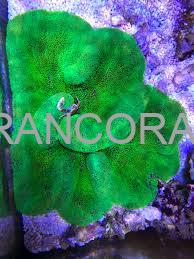 شقایق موکتی هادونی سبز نئون