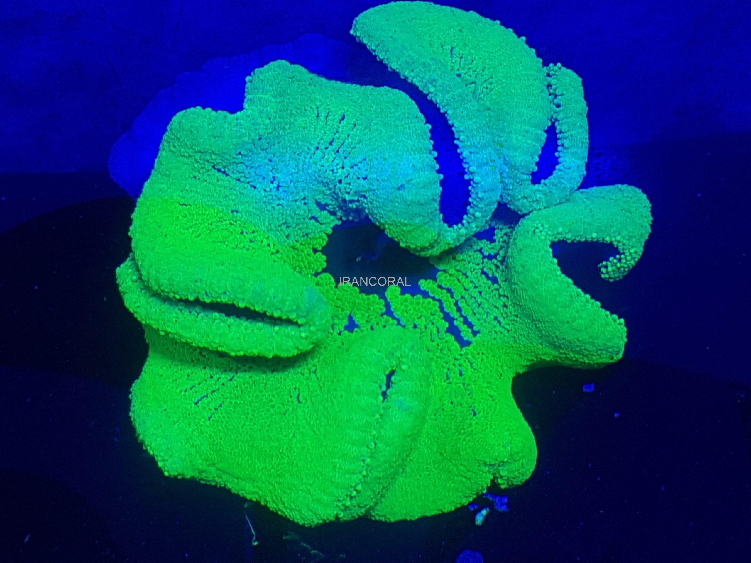 شقایق موکتی هادونی سبز نئون