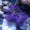Long Tentacle Red Base Anemone