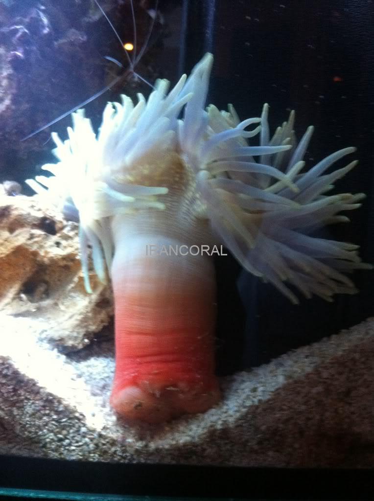 شقایق پایه قرمز سفید