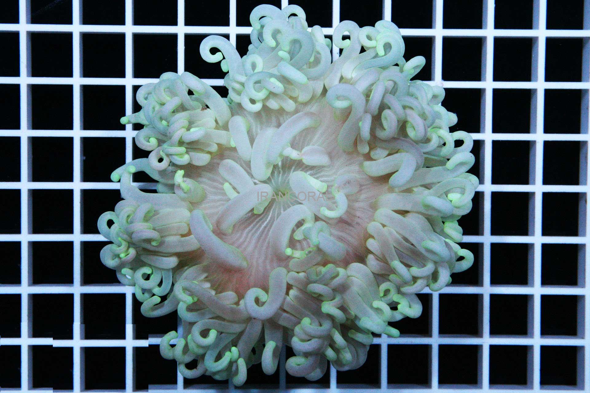 شقایق پایه قرمز سفید