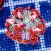 Rock Flower Anemone