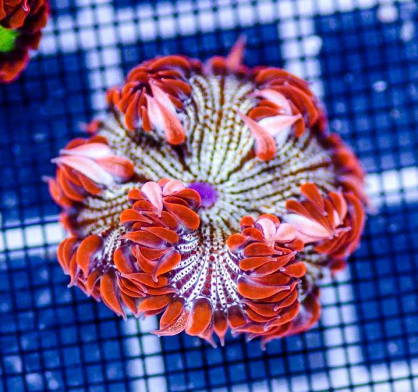 Rock Flower Anemone
