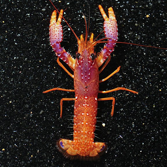لابستر بنفش مرجانی Debelius' Reef Lobster