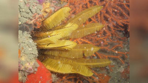 Yellow Feather Star