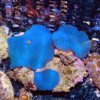 Blue Mushroom Coral