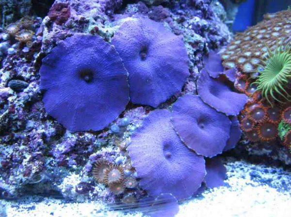 Blue Mushroom Coral