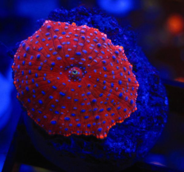 Spiderman Mushroom Coral