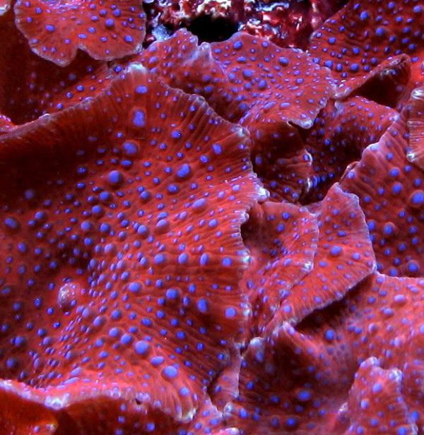 Spiderman Mushroom Coral