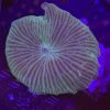 Green Striped Mushroom Coral