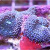 Blue Ricordea florida Mushroom Coral