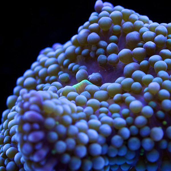Blue Ricordea florida Mushroom Coral