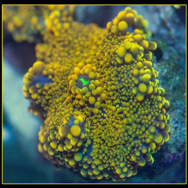 Yellow Ricordea Mushroom Coral