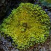 Yellow Ricordea Mushroom Coral