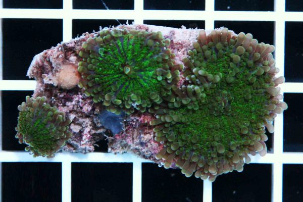 Green Ricordea Mushroom Coral