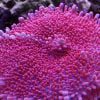 Pink Ricordea Yuma Mushroom Coral