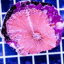 Pink Ricordea Yuma Mushroom Coral