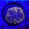 Golden Ricordea Mushroom Coral
