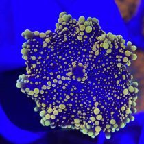 Golden Ricordea Mushroom Coral
